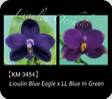 P. Lioulin Blue Eagle x LL Blue in Green